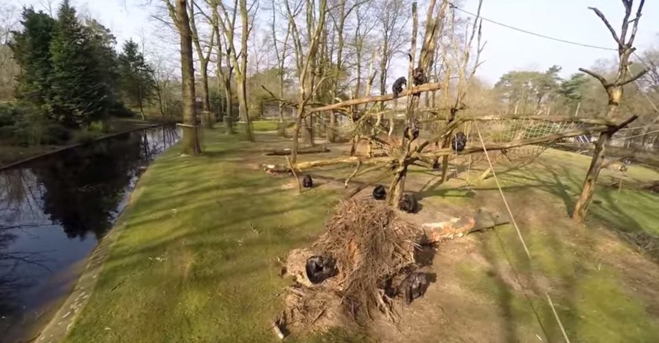 burgers zoo apen chimpansee drone verblijf