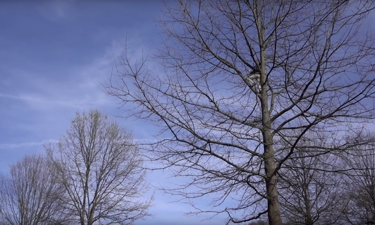 Bomen klimmen op verjaardag van Mr Steele